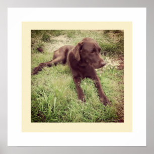 Póster Fotografía de Labrador Chocolate Tumbado en Césped