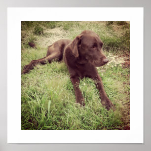 Póster Fotografía de Labrador Chocolate Tumbado en Césped