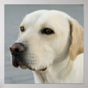 Póster Fotografía de Labrador Retriever Dorado
