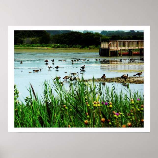 Póster Fotografía de Lake Scene con Cattails Ducks Dock (Frente)