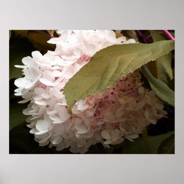 Póster Fotografía de las flores de hidrangea rosa (Frente)