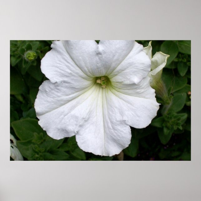 Póster Fotografía de las flores de Petunia blanco (Frente)