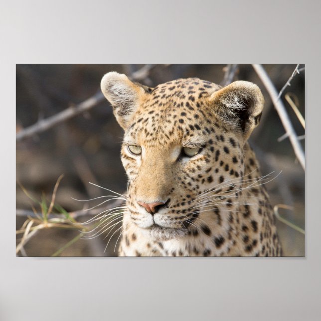 Póster Fotografía de Leopard (Frente)