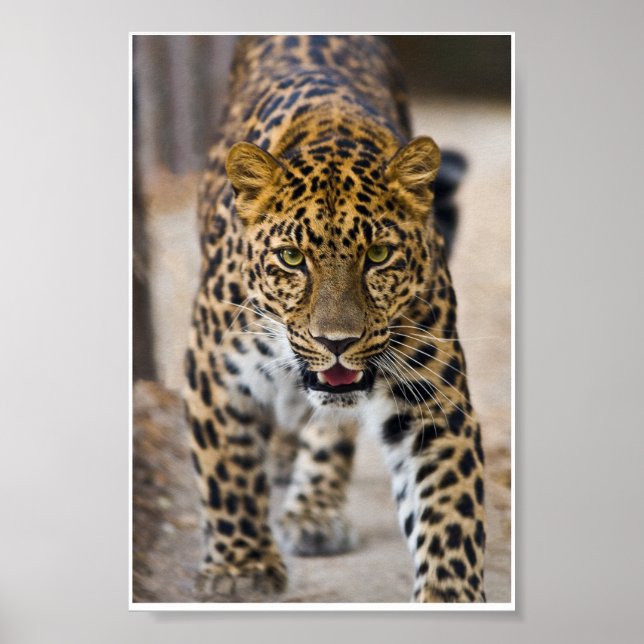 Póster Fotografía de Leopard Running (Frente)