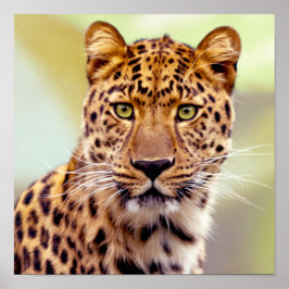 Póster Fotografía de leopardo