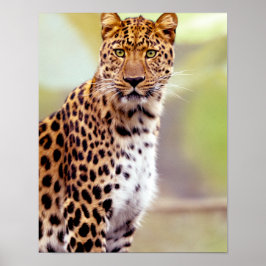 Póster Fotografía de leopardo
