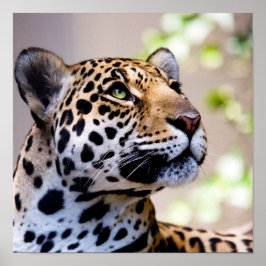 Póster Fotografía de Leopardo