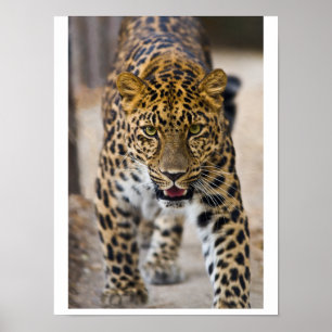 Póster Fotografía de leopardo corriendo