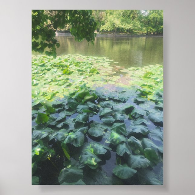 Póster Fotografía de Lily Pad analógica (Frente)