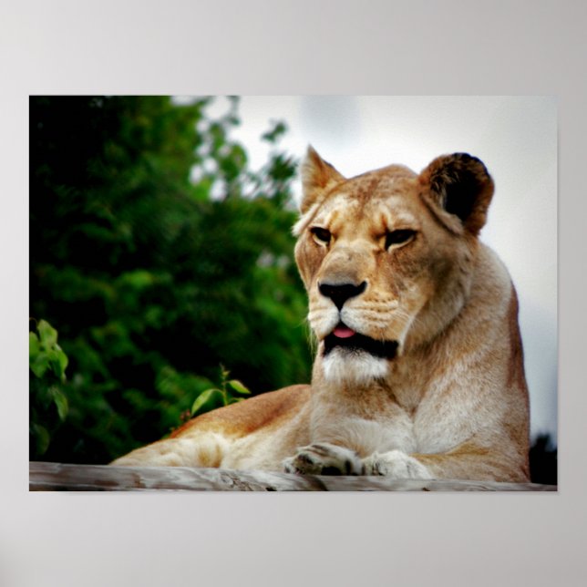 Póster Fotografía de Lioness (Frente)