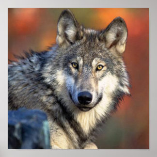Póster Fotografía de Lobo