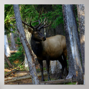 Póster Fotografía de los alces de Bull