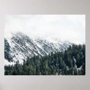 PÓSTER FOTOGRAFÍA DE LOS ÁRBOLES