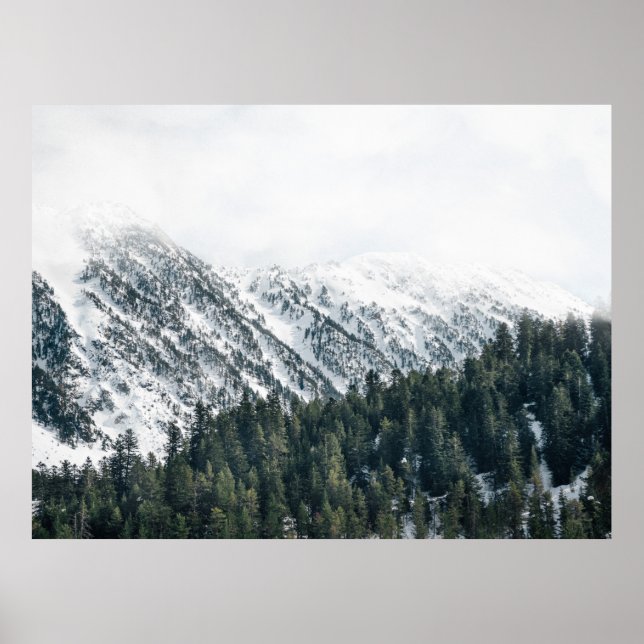 PÓSTER FOTOGRAFÍA DE LOS ÁRBOLES (Frente)