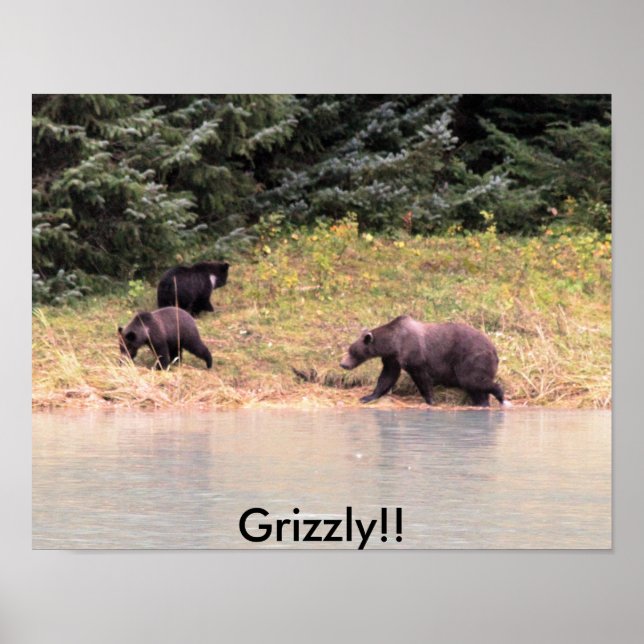 Póster Fotografía de Madre Grizzly y 2 cachorros (Frente)