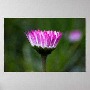 Póster Fotografía de margarita