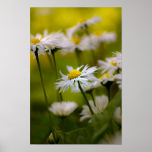 Póster Fotografía de margaritas para cartel