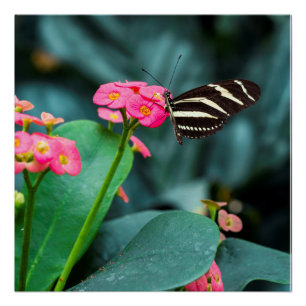 Póster Fotografía de Mariposa en Flor Rosa