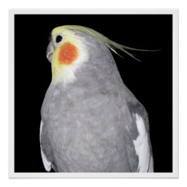 Póster Fotografía de mascota de pájaro Cockatiel