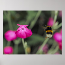Fotografía de naturaleza de flor silvestre rosa y 