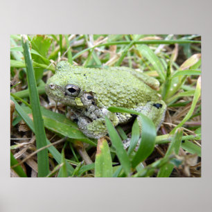 Póster Fotografía de Naturaleza de la Rana Arbolícola Gri