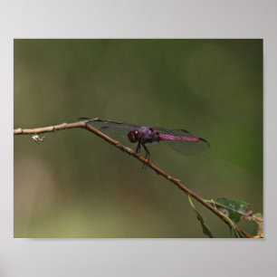 Póster Fotografía de Naturaleza de Libélula Roja