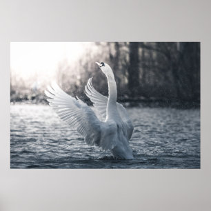 Póster Fotografía de naturaleza del cisne blanco