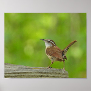 Póster Fotografía de Naturaleza del Pájaro Cucarachero de