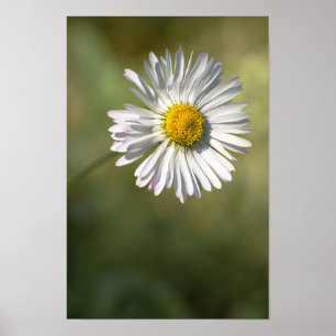 Póster Fotografía de Naturaleza Floral Daisy