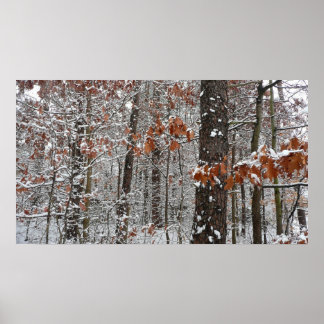 Póster Fotografía de naturaleza invernal de robles cubier