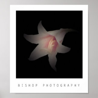 Póster Fotografía de Obispos