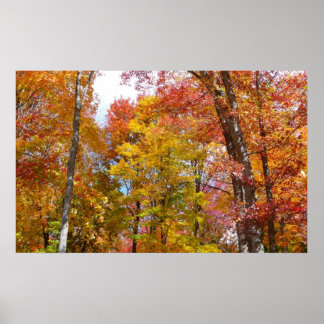 Póster Fotografía de otoño de árboles caídos naranjas y a