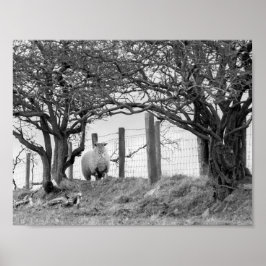 Póster Fotografía de ovejas y árboles en blanco y negro