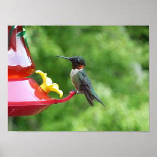 Póster Fotografía de pájaro húmedo con trompetas de rubí