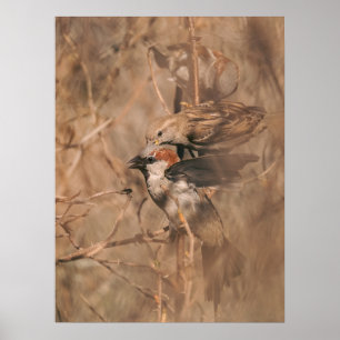 Póster Fotografía de pájaros gorriones en la naturaleza p