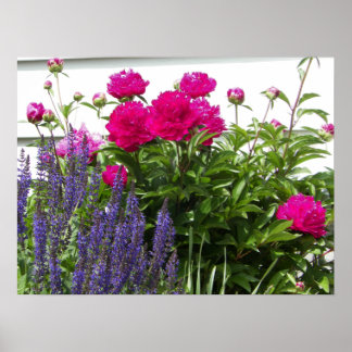 Póster Fotografía de Peonies Rojos y Flores Púrpura