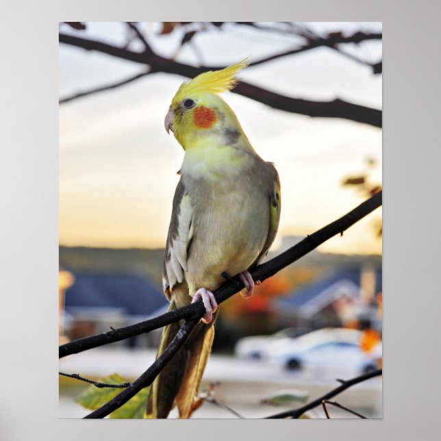 Póster Fotografía de perfil de Cockatiel (Frente)
