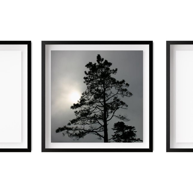 Póster Fotografía de Pine Silhouette Cloudy Sun (Subido por el creador)