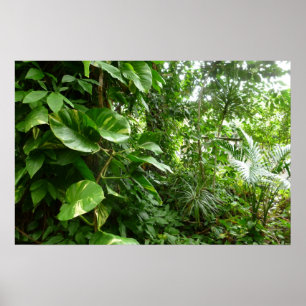 Póster Fotografía de planta de vista de selva de hojas gi