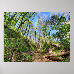 Póster Fotografía de primavera forestal