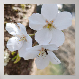 Póster Fotografía de Primer Plano de Flor de Cerezo Sakur