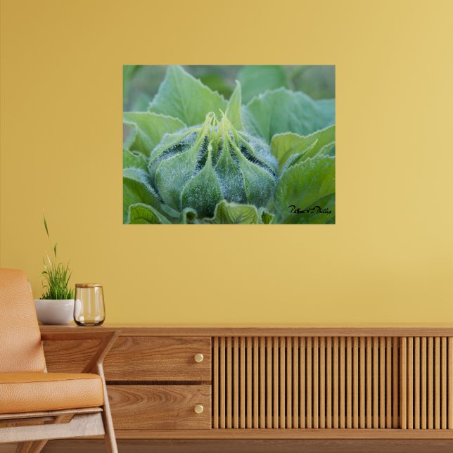 Póster Fotografía de primer plano de un capullo de giraso (Salón 2)