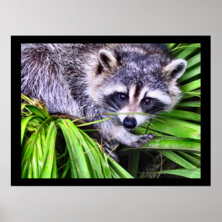 Póster Fotografía de Raccoon Wildlife