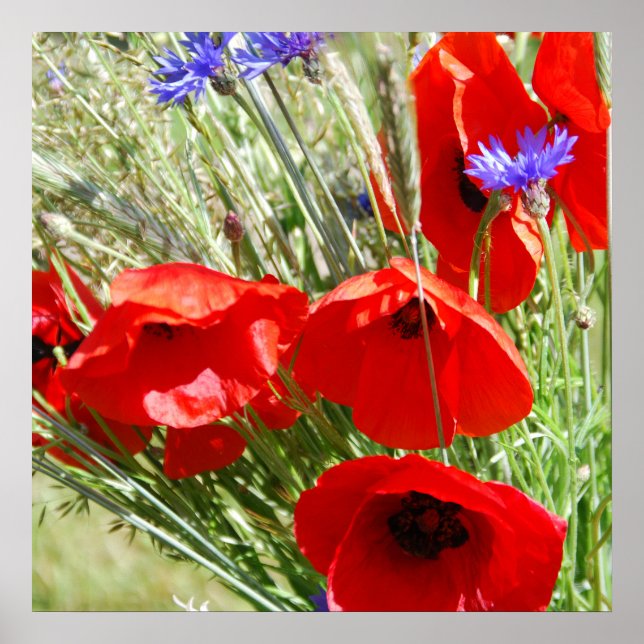 Póster Fotografía de Red Poppy, Cottage Garden (Frente)