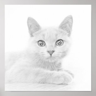 Póster Fotografía de retrato de gatito SUPER CUTE