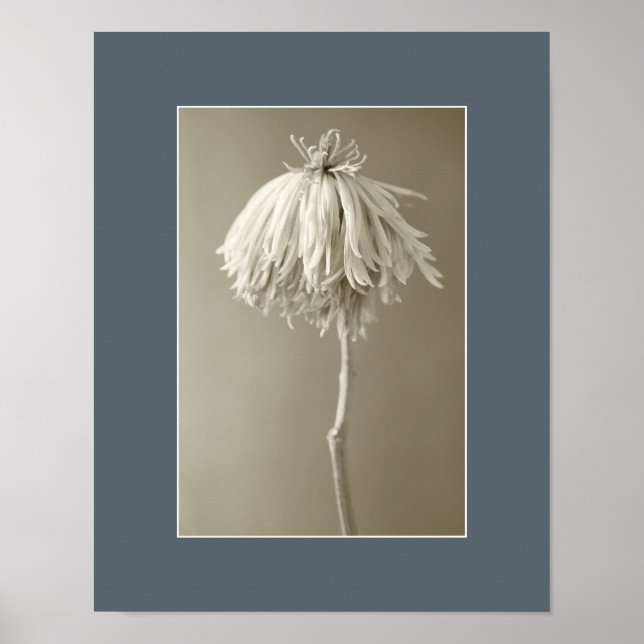 Póster Fotografía de retrato floral de Sepia (Frente)