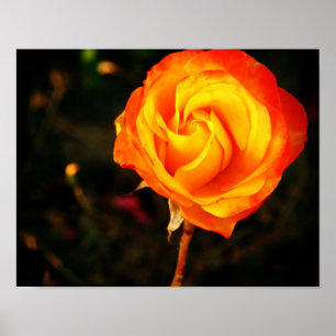 Póster Fotografía de rosa naranja vibrante
