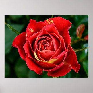 Póster Fotografía de Rosa Roja