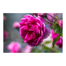 Fotografía de rosa rosa en cartel