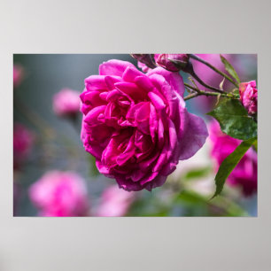 Póster Fotografía de rosa rosa en cartel